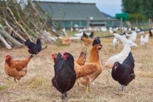 Cheshire Blue, Russet and Maran hens walking in a field
