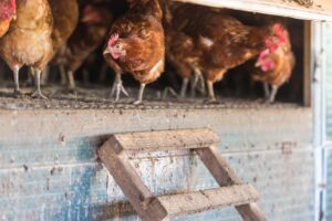 Russet hens walking in their pen at Rookery Farm