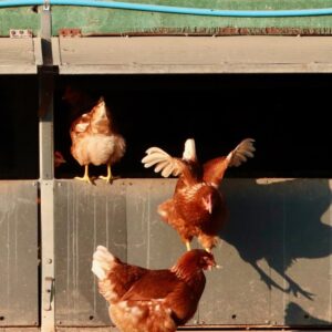 Brown Russet Hens flying out of a shed at Rookery Farm