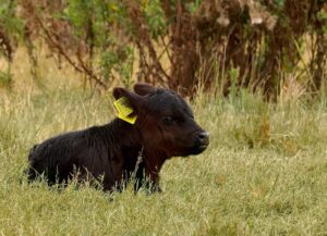Rookery Farm free range cows