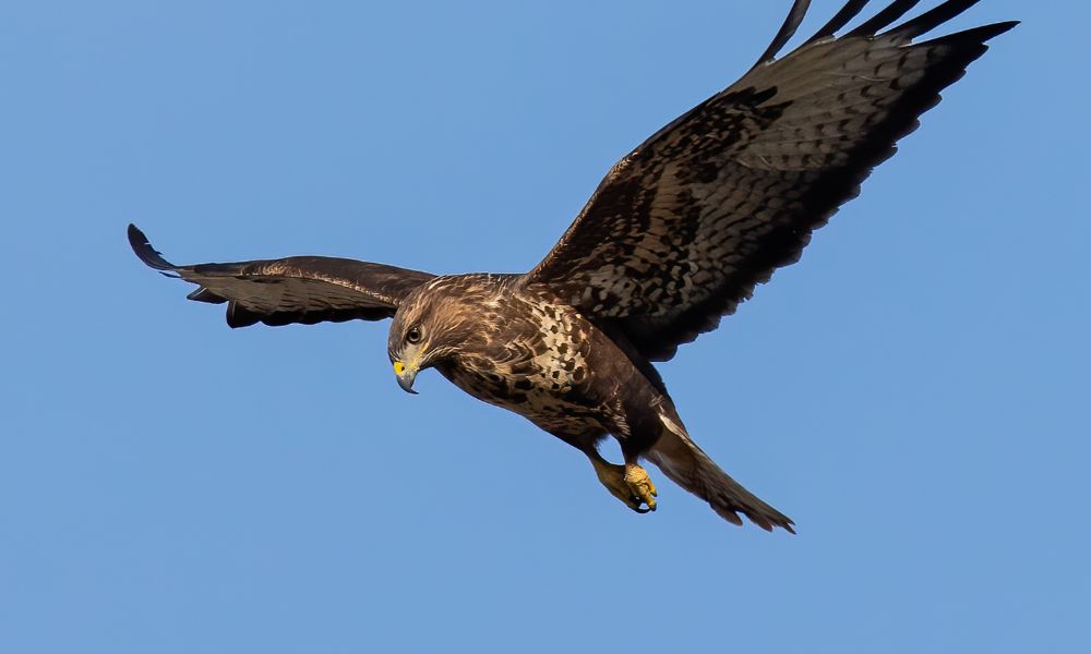 A buzzard hovering with a blue sky in the background