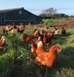 Rookery Farm free range chickens and hens