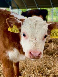 Rookery Farm free range cows