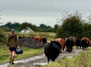 Rookery Farm free range cows