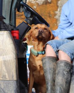 Rookery Farm staff member with a farm dog
