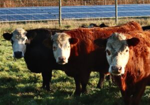 Rookery Farm free range cows