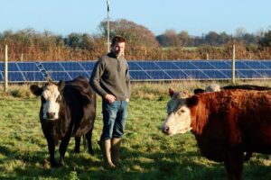 Rookery Farm free range cows