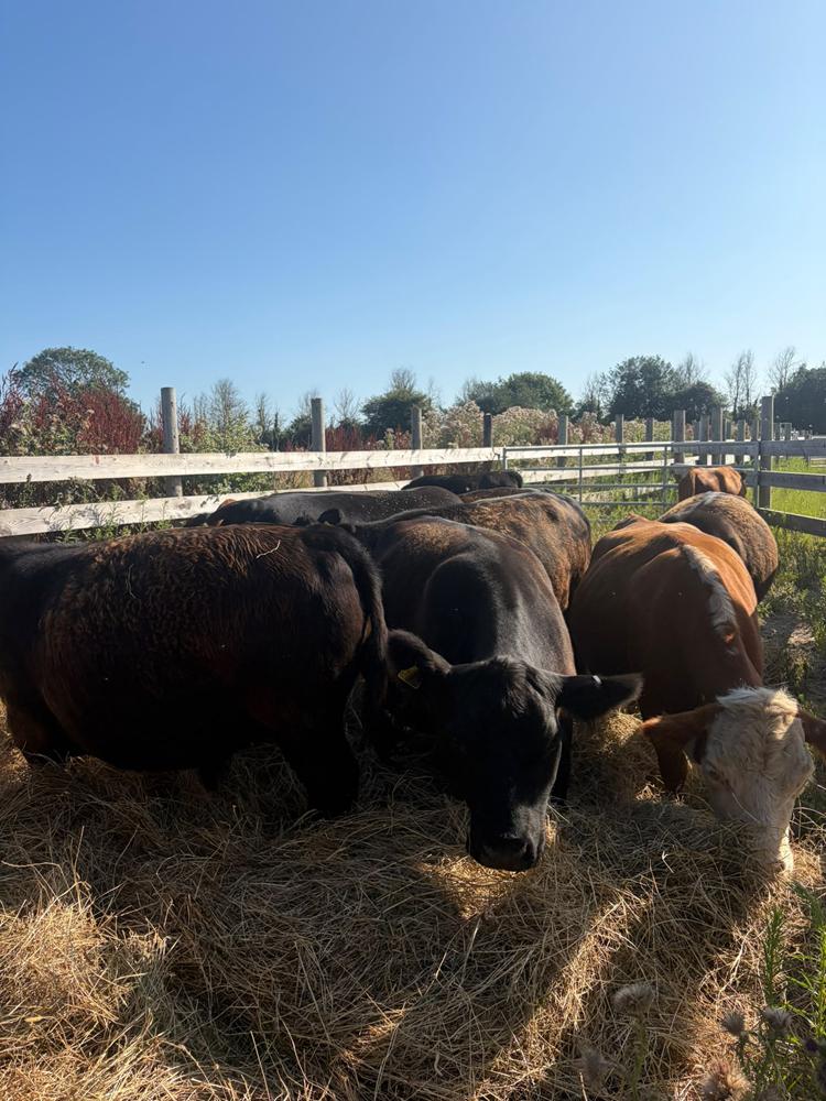 5 or 6 cows in a pen eating hay, with blue sky and wooden fences to keep them in.