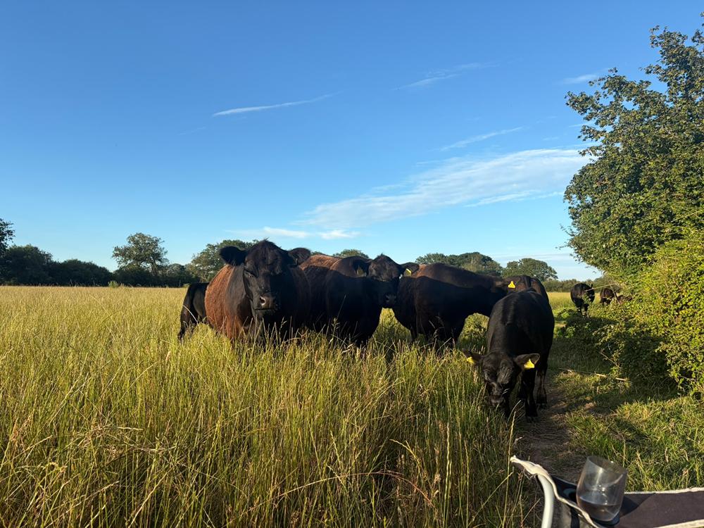 6 or 7 cows, mainly dark brown or black, standing in a field in long grass on a summer's day.