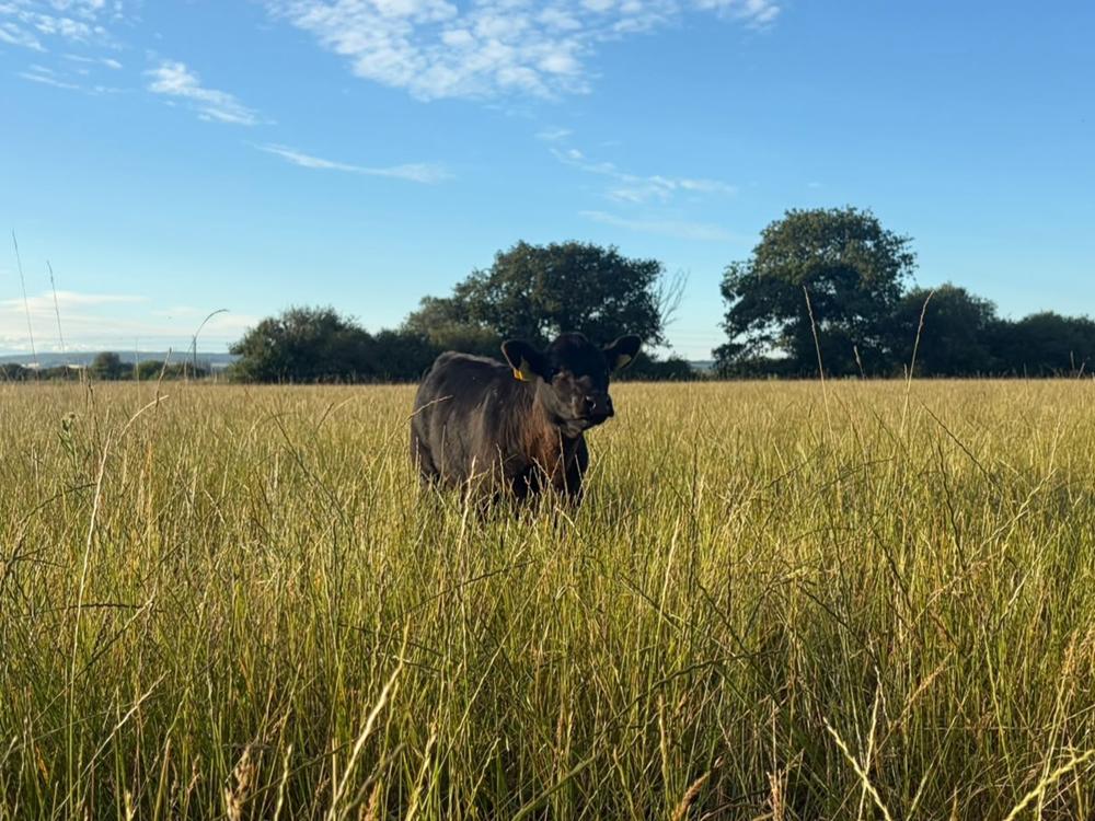 A black cow standing in a field of long grass with a cobalt blue sky.