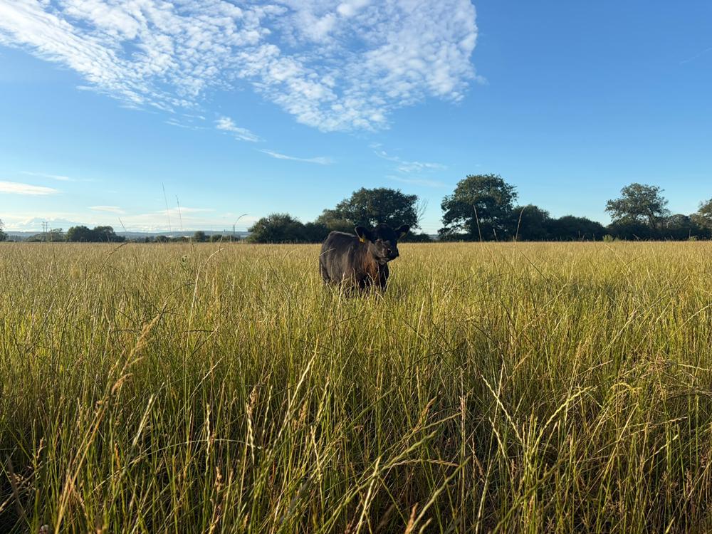 A black cow standing in a field of long grass with a cobalt blue sky.