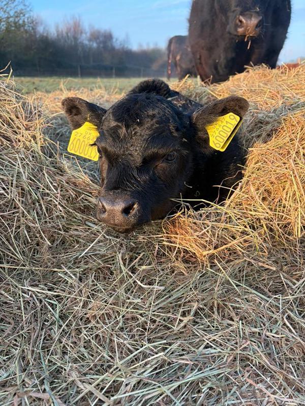 A sunset photo of a newborn calf submerged in hay with just its face showing.